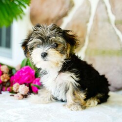 Flower/Morkie / Yorktese									Puppy/Female	/March 20th, 2025,Extremely cute with an excellent dispostion, these cute designer pups will make a wonderful addition to your home. With lots of playtime and interaction with other dogs, they are ready to meet noew people and explore the world. Reserve yours today!