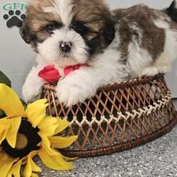 Handsome Hank/Shih Tzu									Puppy/Male	/7 Weeks,Hey folks ….. Meet Hank… I mean how seriously adorable is he. He will make the perfect addition to your family and bring you hours of entertainment and pure joy. He will be u t d on shots n dewormer vetted and microchipped as well. Both parents are very sweet. If you would like to set up an appointment to meet or adopt this little sweetheart, please text or call barb. A nonrefundable deposit of a $150 will hold the puppy for you. The best time to reach me is monday through saturday. 