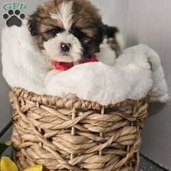 Handsome Hank/Shih Tzu									Puppy/Male	/7 Weeks,Hey folks ….. Meet Hank… I mean how seriously adorable is he. He will make the perfect addition to your family and bring you hours of entertainment and pure joy. He will be u t d on shots n dewormer vetted and microchipped as well. Both parents are very sweet. If you would like to set up an appointment to meet or adopt this little sweetheart, please text or call barb. A nonrefundable deposit of a $150 will hold the puppy for you. The best time to reach me is monday through saturday. 