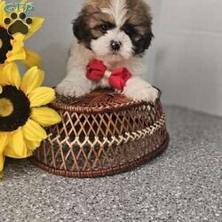Handsome Hank/Shih Tzu									Puppy/Male	/7 Weeks,Hey folks ….. Meet Hank… I mean how seriously adorable is he. He will make the perfect addition to your family and bring you hours of entertainment and pure joy. He will be u t d on shots n dewormer vetted and microchipped as well. Both parents are very sweet. If you would like to set up an appointment to meet or adopt this little sweetheart, please text or call barb. A nonrefundable deposit of a $150 will hold the puppy for you. The best time to reach me is monday through saturday. 