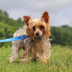 Daisy/Yorkie									Puppy/Female	/8 Weeks,Meet Daisy, the most darling little AKC Yorkshire Terrier you’ll ever encounter! With her soft, black & tan coat and twinkling eyes, she’s a picture of pure charm. She boasts a spunky yet sweet personality, she loves cozy snuggles as much as active play sessions. Yorkies are often described as loyal, intelligent and feisty dogs; despite their tiny size, they have big personalities and tend to steal the spotlight with their confident demeanor. Daisy is the perfect blend of affection and sass, making him an irresistible companion for anyone lucky enough to welcome her into their home!