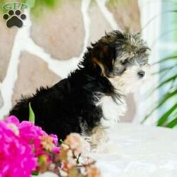 Flower/Morkie / Yorktese									Puppy/Female	/March 20th, 2025,Extremely cute with an excellent dispostion, these cute designer pups will make a wonderful addition to your home. With lots of playtime and interaction with other dogs, they are ready to meet noew people and explore the world. Reserve yours today!