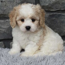 Murphy/Cavachon									Puppy/Male	/7 Weeks,I offer a one year health guarantee. Up to date on shots and dewormings. I’m looking for a loving indoor home. Murphy mom is a bichon and weighs 15 pounds dad is a cavalier and weighs 12 pounds. Murphy is well socialized and loves attention. He is great with kids and other pets. Shipping options are available anywhere in the US. All Sunday calls are returned on Mondays. Thanks Jon