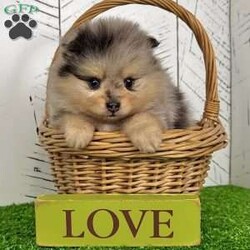 Sporty/Pomeranian									Puppy/Male	/13 Weeks, Sporty is a gorgeous little Merle tan purebred Akc registered Pomeranian puppy! You are sure to get everyone’s attention with this little guys colorful coat! Great quality thick coat and teddy bear face! Sweet outgoing personality! Up to date with all shots and dewormings and comes with a health guarantee! Birthdate is 4/27/25. Family raised and well socialized! Ask us about our delivery options! Contact us today to reserve your new family member! 