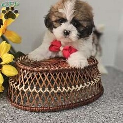 Handsome Hank/Shih Tzu									Puppy/Male	/7 Weeks,Hey folks ….. Meet Hank… I mean how seriously adorable is he. He will make the perfect addition to your family and bring you hours of entertainment and pure joy. He will be u t d on shots n dewormer vetted and microchipped as well. Both parents are very sweet. If you would like to set up an appointment to meet or adopt this little sweetheart, please text or call barb. A nonrefundable deposit of a $150 will hold the puppy for you. The best time to reach me is monday through saturday. 
