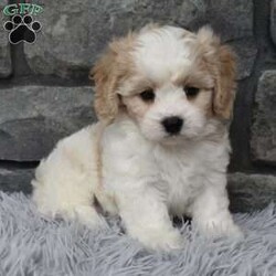 Murphy/Cavachon									Puppy/Male	/7 Weeks,I offer a one year health guarantee. Up to date on shots and dewormings. I’m looking for a loving indoor home. Murphy mom is a bichon and weighs 15 pounds dad is a cavalier and weighs 12 pounds. Murphy is well socialized and loves attention. He is great with kids and other pets. Shipping options are available anywhere in the US. All Sunday calls are returned on Mondays. Thanks Jon