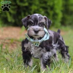 Liam/Miniature Schnauzer									Puppy/Male	/7 Weeks,Meet this charming Miniature Schnauzer boy named Liam—full of curiosity, affection, and personality! With his signature whiskered face and bright eyes, he’s both adorable and full of character. He has just the right balance of playful energy and loyal companionship. Whether he’s exploring his surroundings or snuggling close, he’s always ready to brighten your day. True to the Mini Schnauzer breed, he’s alert, intelligent, and naturally watchful—a little pup with a big heart.
