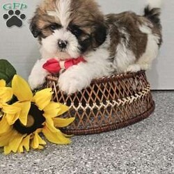 Handsome Hank/Shih Tzu									Puppy/Male	/7 Weeks,Hey folks ….. Meet Hank… I mean how seriously adorable is he. He will make the perfect addition to your family and bring you hours of entertainment and pure joy. He will be u t d on shots n dewormer vetted and microchipped as well. Both parents are very sweet. If you would like to set up an appointment to meet or adopt this little sweetheart, please text or call barb. A nonrefundable deposit of a $150 will hold the puppy for you. The best time to reach me is monday through saturday. 
