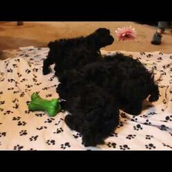 Prince/Shih-Poo									Puppy/Male	/12 Weeks,Prince is a precious Shih-Poo puppy available to a forever family! This sweet boy is so soft and snuggly! Prince will come home with a health guarantee provided by the breeders, plus has been seen by a vet and is up to date on shots and de-wormer. This cutie is being raised by a family with children. He is socialized and ready to make your acquaintance! Call Michael and Janita Zimmerman today for more information and to schedule your visit!