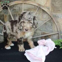 Jenny/Mini Labradoodle									Puppy/Female	/10 Weeks,Are you looking for a multigeneraltional Miniature Labradoodle puppy with a gorgeous colored hypoallergenic coat? This one-of-a-kind puppy is for you! Each puppy in this litter comes up to date on shots and dewormer and will be vet checked before going home. The mother is Jessica a 28lb 3rd Generation Miniature Labradoodle and the father is Trooper a 29lb Miniature Poodle! If you would like to learn more about our puppies contact Nancy today!