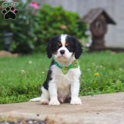 Nash/Cavalier King Charles Spaniel									Puppy/Male	/11 Weeks,Meet Nash, an absolutely stunning Cavalier with a heart full of charm! This little guy is truly one of a kind. With his soft coat, twinkling eyes, and irresistible puppy kisses, Nash is sure to win you over from the very first snuggle. He’s a big fan of tummy rubs, and will never turn down a good game of fetch. His playful ways are sure to bring a smile to your face. Raised with lots of love and care, Nash is well-socialized and ready to be your loyal sidekick wherever life takes you.