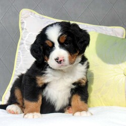 Samantha/Bernese Mountain Dog									Puppy/Female	/11 Weeks,Meet Samantha, a socialized Bernese Mountain Dog puppy that is being family raised. This sweet pup is vet checked and up to date on shots & wormer plus the breeder provides a 1-year genetic health guarantee for her. And, Samantha can be registered with the AKC. To learn more about this very adorable pooch, call the breeder today!
