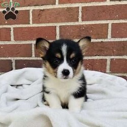 Abby/Pembroke Welsh Corgi									Puppy/Female	/7 Weeks,Meet Abby … she is a blue Merle / Pembroke mix corgi girl … Her Mom is a Pembroke welsh corgi and DM clear girl Mom weighs about 35 lbs and Abby’s Dad is a Blue Merle Corgi and weighs around 40 lbs … Abby is super playful but also loves to cuddle with you for a good tummy rub and a snooze … She is well socialized and is updated on her shots and wormer…She will be vet checked before she leaves for her new home and will also be microchipped and will be ready for her forever home anytime after July 11th …But can be reserved anytime with a down payment via PayPal or cash…if you have any questions please feel free to call or text me anytime…