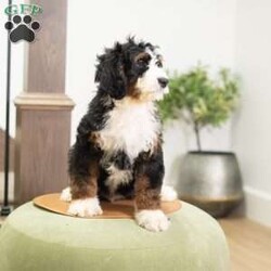 Rosco/Mini Bernedoodle									Puppy/Male	/16 Weeks,I’m Rosco! I’m an F1B Bernedoodle. It’s very nice to meet you. Are you looking for a lifelong companion? Look no further. I am here and just perfect for you. Trust me! I am very loyal, and I can make you smile with just the way I wag my tail. I have a wonderful disposition. Oh! Did I mention that I’m as healthy as can be? Oh, silly me! I’m up to date on my vaccinations and vet checked from head to tail. My parents are OFA Health Tested and Genetic Clear. Mom weights 60lbs and Dad 20lbs. My approximate adult weight would be 25-50lbs. I bet you are excited now, aren’t you? Well, call or text about me today!