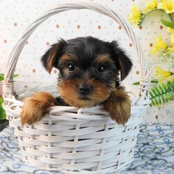Mark/Yorkie									Puppy/Male	/8 Weeks,Meet your new BFF, Mark! This adorable Yorkie puppy is vet checked & up to date on shots & wormer. He is registered with the ACA, plus comes with a health guarantee provided by the breeder! Mark is well socialized & currently being family raised with children! If you would like more information on charming fella, please contact Glenn & Miriam Fox today!