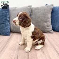 Moose/English Springer Spaniel									Puppy/Male	/7 Weeks,Meet Moose! This sweet and adorable English Springer Spaniel is looking for a forever family!