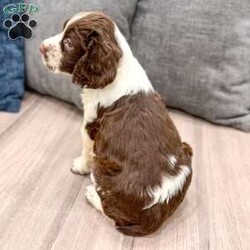 Moose/English Springer Spaniel									Puppy/Male	/7 Weeks,Meet Moose! This sweet and adorable English Springer Spaniel is looking for a forever family!