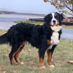 Samantha/Bernese Mountain Dog									Puppy/Female	/11 Weeks,Meet Samantha, a socialized Bernese Mountain Dog puppy that is being family raised. This sweet pup is vet checked and up to date on shots & wormer plus the breeder provides a 1-year genetic health guarantee for her. And, Samantha can be registered with the AKC. To learn more about this very adorable pooch, call the breeder today!