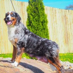 Rocky/Mini Bernedoodle									Puppy/Male	/16 Weeks,I’m Rocky! I’m an F1B Bernedoodle. It’s very nice to meet you. Are you looking for a lifelong companion? Look no further. I am here and just perfect for you. Trust me! I am very loyal, and I can make you smile with just the way I wag my tail. I have a wonderful disposition. Oh! Did I mention that I’m as healthy as can be? Oh, silly me! I’m up to date on my vaccinations and vet checked from head to tail. My parents are OFA Health Tested and Genetic Clear. Mom weights 60lbs and Dad 20lbs. My approximate adult weight would be 25-50lbs. I bet you are excited now, aren’t you? Well, call or text about me today!