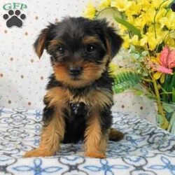 Mark/Yorkie									Puppy/Male	/8 Weeks,Meet your new BFF, Mark! This adorable Yorkie puppy is vet checked & up to date on shots & wormer. He is registered with the ACA, plus comes with a health guarantee provided by the breeder! Mark is well socialized & currently being family raised with children! If you would like more information on charming fella, please contact Glenn & Miriam Fox today!