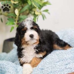 Rocky/Mini Bernedoodle									Puppy/Male	/16 Weeks,I’m Rocky! I’m an F1B Bernedoodle. It’s very nice to meet you. Are you looking for a lifelong companion? Look no further. I am here and just perfect for you. Trust me! I am very loyal, and I can make you smile with just the way I wag my tail. I have a wonderful disposition. Oh! Did I mention that I’m as healthy as can be? Oh, silly me! I’m up to date on my vaccinations and vet checked from head to tail. My parents are OFA Health Tested and Genetic Clear. Mom weights 60lbs and Dad 20lbs. My approximate adult weight would be 25-50lbs. I bet you are excited now, aren’t you? Well, call or text about me today!