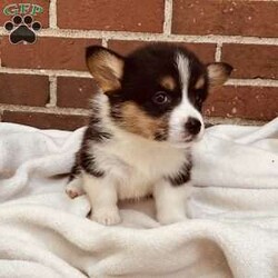 Abby/Pembroke Welsh Corgi									Puppy/Female	/7 Weeks,Meet Abby … she is a blue Merle / Pembroke mix corgi girl … Her Mom is a Pembroke welsh corgi and DM clear girl Mom weighs about 35 lbs and Abby’s Dad is a Blue Merle Corgi and weighs around 40 lbs … Abby is super playful but also loves to cuddle with you for a good tummy rub and a snooze … She is well socialized and is updated on her shots and wormer…She will be vet checked before she leaves for her new home and will also be microchipped and will be ready for her forever home anytime after July 11th …But can be reserved anytime with a down payment via PayPal or cash…if you have any questions please feel free to call or text me anytime…