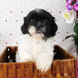 Buttons/Shih Tzu									Puppy/Female	/9 Weeks,Meet Buttons! This adorable Shih Tzu puppy is vet checked and up to date on shots & wormer. Buttons is registered, plus comes with a health guarantee provided by the breeder! Buttons is well socialized & currently being family raised with children! If you would like more information on this sweetheart, please contact Glenn & Miriam Fox today!