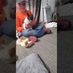 Waffles/Chihuahua									Puppy/Male	/21 Weeks,Meet Waffles a cute fun loving puppy. He loves to play and is always looking for an adventure. Call or text to meet him.