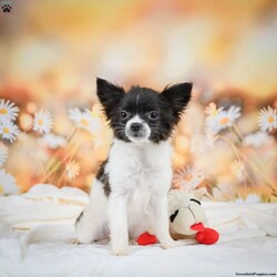 Waffles/Chihuahua									Puppy/Male	/21 Weeks,Meet Waffles a cute fun loving puppy. He loves to play and is always looking for an adventure. Call or text to meet him.