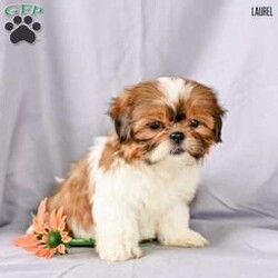 Laurel/Shih Tzu									Puppy/Female	/9 Weeks,Our adorable Shih Tzu puppies are looking for loving forever homes! These sweet little companions are family raised , where they receive plenty of love, attention, and early socialization. They’re used to children and everyday household activity, making them well-adjusted and ready to become a cherished part of your family.