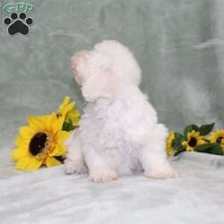 Pretty/Bichon Frise									Puppy/Female	/11 Weeks,Here comes a gorgeous AKC Bichon Frise puppy who is already started on potty training and crate training!  This pup will be small as an adult about 9-12lbs. This cutie is born to parents who are Genetically Tested for breed specific hereditary issues and their results show that this litter of puppies will not have any issues that will adversely affect their health. While other Bichons may suffer from health issues as they age, this pup has no predispositions to breed specific health concerns!  Each pup in this litter is up to date on shots and dewormer and vet checked and well socialized with children, teens, adults, and other puppies! We offer the option for  a 1 Year Genetic Health Guarantee! This puppy can have AKC papers and be microchipped for an extra fee!