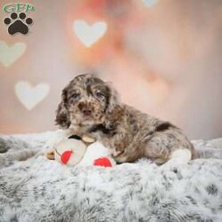 Coco/Cocker Spaniel									Puppy/Female	/7 Weeks,Meet Coco, a fun loving, playful puppy that will be sure to brighten your day! Call or text to meet her.