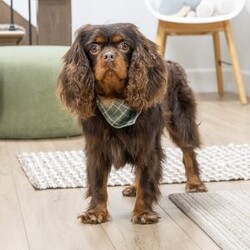 Parker/Cavalier King Charles Spaniel									Puppy/Male	/18 Weeks, Born to Cherie and Crème Brûlée, Parker is a sweet and affectionate Cavalier boy with a calm, loving spirit. Whether he’s curled up in your lap or following you around the house, Parker is all about companionship and connection. He’s ready to grow into someone’s loyal lifelong friend.