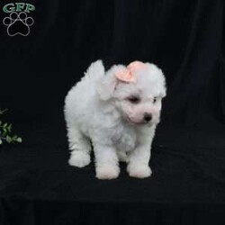 Nora (Tiny)/Bichon Frise									Puppy/Female	/9 Weeks,Meet Nora, our precious Bichon Frise puppy with a snow-white, cloud-soft coat that’s as cuddly as it looks. At first, Nora is a bit shy—she watches the world with wide, curious eyes, taking her time to feel safe. But once she knows you, her timid nature melts away, revealing an overwhelming and heart-melting love. She’ll follow you from room to room, eager for snuggles, gentle affection, and cozy lap time. Nora isn’t just adorable—she’s a loyal little companion who blossoms into a devoted best friend. Her gentle spirit and loving heart make every moment with her truly special.