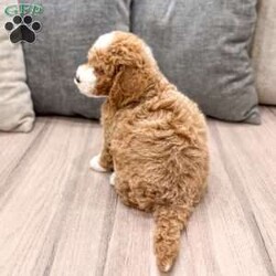 Frankie/Mini Labradoodle									Puppy/Male	/7 Weeks,Meet Frankie! This sweet and adorable F1BB Mini Labradoodle is looking for a forever family!