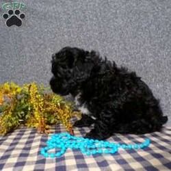 Kole/Havapoo									Puppy/Male	/8 Weeks,Hi, im a Havapoo puppy. I am looking forward to meeting you! I am up to date with my immunizations, my wormer medications, and I have a Micro-chip so that I can be easily identified if I ever become lost! 