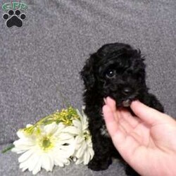 Kole/Havapoo									Puppy/Male	/8 Weeks,Hi, im a Havapoo puppy. I am looking forward to meeting you! I am up to date with my immunizations, my wormer medications, and I have a Micro-chip so that I can be easily identified if I ever become lost! 