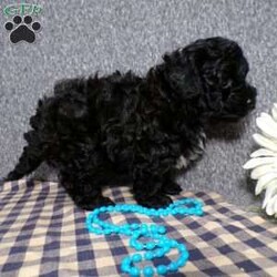 Kole/Havapoo									Puppy/Male	/8 Weeks,Hi, im a Havapoo puppy. I am looking forward to meeting you! I am up to date with my immunizations, my wormer medications, and I have a Micro-chip so that I can be easily identified if I ever become lost! 