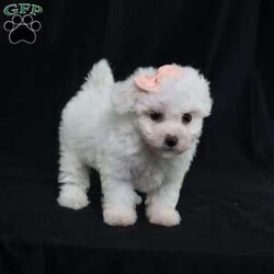 Nora (Tiny)/Bichon Frise									Puppy/Female	/9 Weeks,Meet Nora, our precious Bichon Frise puppy with a snow-white, cloud-soft coat that’s as cuddly as it looks. At first, Nora is a bit shy—she watches the world with wide, curious eyes, taking her time to feel safe. But once she knows you, her timid nature melts away, revealing an overwhelming and heart-melting love. She’ll follow you from room to room, eager for snuggles, gentle affection, and cozy lap time. Nora isn’t just adorable—she’s a loyal little companion who blossoms into a devoted best friend. Her gentle spirit and loving heart make every moment with her truly special.