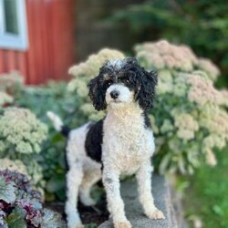 Elvis/Mini Sheepadoodle									Puppy/Male	/8 Weeks,Meet Elvis! This sweet and adorable F1B Mini Sheepadoodle is looking for a forever family!