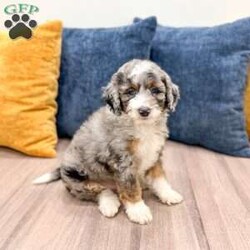 Elvis/Mini Sheepadoodle									Puppy/Male	/8 Weeks,Meet Elvis! This sweet and adorable F1B Mini Sheepadoodle is looking for a forever family!