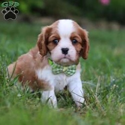 Rocky/Cavalier King Charles Spaniel									Puppy/Male	/6 Weeks,Say hello to Rocky! This handsome AKC-registered Cavalier King Charles Spaniel is as sweet as they come, with a lovable personality and a heart full of affection. With his beautiful, silky coat and those big, soulful eyes, he has a natural charm that melts hearts instantly. Whether he’s curled up in your arms, trotting after you with a happy tail wag or investigating his surroundings with gentle curiosity, this little gentleman brings joy wherever he goes.