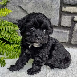 Ace/Havapoo									Puppy/Male	/6 Weeks,Hello My name is Ace! I’m a very smart,playful and outgoing puppy.  Please Pick me and make me your furever companion. I just want a furever home.