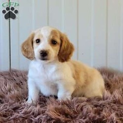 Rollie/Dachshund									Puppy/Male	/June 9th, 2025,Come and meet these beautiful, adorable friendly and simply the best cuddle buddies ever! They are simply stunning! Super friendly, raised in a beautiful USDA certified and NYS inspected home! Very clean and lovely environment with lots cuddles and kisses! Beautiful colors and the dad is a beautiful cream! Mom is a lovely chocolate and tan! Come on out and meet these sweet pups! Will promise to be your very best friend and companion! Loves adventurous hikes , walks , playing outdoors! Call today!!