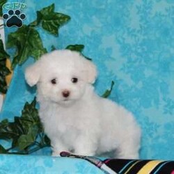Joseph/Maltipoo									Puppy/Male	/7 Weeks,An awesome smaller type breed. Mom, our toy poodle weighs in at 10 lbs. She is so sweet and loving, and very calm for a poodle. Nate, our maltese daddy, weighs in a 8 lbs. He is a charmer, always happy, and ready for play. These little maltipoos will make great companions — they are well socialized…just waiting to bring you lots of love! They are up to date on their vaccinations and dewormings and have been vet checked. Feel free to call with questions, or to set up a time to come visit them. Thanks, 