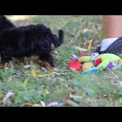 Darla/Maltipoo									Puppy/Female	/10 Weeks,Meet Darla, an adorable F1 Maltipoo who’s brimming with curiosity and charm! This little girl is always eager to explore the world around her, whether it’s sniffing out new adventures or playfully chasing after her favorite toy. Her bright eyes and wagging tail are always full of excitement, ready to turn every moment into a fun-filled experience. As a Maltipoo, she inherits the intelligence of a Poodle and the affectionate nature of a Maltese, making her an ideal companion for families or individuals alike. If you’re looking for a loyal companion who’s as inquisitive as loving, Darla is the perfect choice!