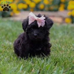 Allie/Yorkie Poo									Puppy/Female	/7 Weeks,Meet Allie– a tiny bundle of love who’s ready to steal your heart with her soulful puppy eyes and affectionate personality. This adorable little Yorkiepoo is family raised, well socialized, and played with daily, making her as friendly as she is adorable. Allie thrives on attention and never turns down a cuddle or a belly rub.