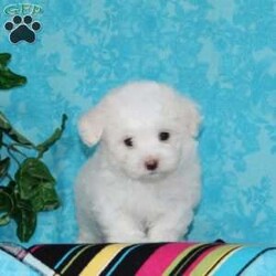 Joseph/Maltipoo									Puppy/Male	/7 Weeks,An awesome smaller type breed. Mom, our toy poodle weighs in at 10 lbs. She is so sweet and loving, and very calm for a poodle. Nate, our maltese daddy, weighs in a 8 lbs. He is a charmer, always happy, and ready for play. These little maltipoos will make great companions — they are well socialized…just waiting to bring you lots of love! They are up to date on their vaccinations and dewormings and have been vet checked. Feel free to call with questions, or to set up a time to come visit them. Thanks, 