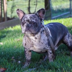 Collin/French Bulldog									Puppy/Male	/8 Weeks,Introducing a handsome AKC French Bulldog puppy, Collin! He’s full of curiosity, unmistakable character, and always up for some playtime or snuggles. His playful energy is truly infectious, turning every moment with him to pure happiness. French bulldogs are often described as playful, affectionate and adaptable, they are wonderful companions for families or individuals alike. If you’re looking for a loyal friend with a big heart and a personality to match, this sweet boy could be the perfect addition to your life!