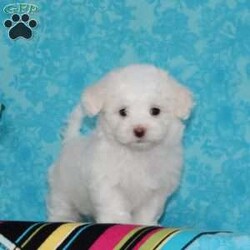 Joseph/Maltipoo									Puppy/Male	/7 Weeks,An awesome smaller type breed. Mom, our toy poodle weighs in at 10 lbs. She is so sweet and loving, and very calm for a poodle. Nate, our maltese daddy, weighs in a 8 lbs. He is a charmer, always happy, and ready for play. These little maltipoos will make great companions — they are well socialized…just waiting to bring you lots of love! They are up to date on their vaccinations and dewormings and have been vet checked. Feel free to call with questions, or to set up a time to come visit them. Thanks, 